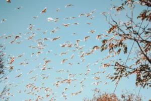 A flock of white birds is captured in mid-flight against a clear blue sky, with the sun casting a warm light on them. The edges of the image show the silhouettes of tree branches, adding a natural frame to this dynamic and peaceful scene.